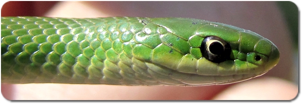 Green Snake head